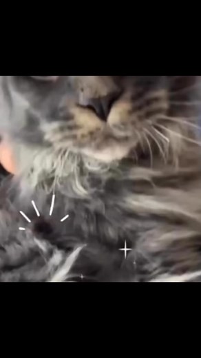 Le maine coon est une race de chats à poil mi-long originaire de l'État du Maine aux États-Unis. Ce chat au physique rustique est caractérisé par sa grande taille (environ 48-100 cm du museau au bout de la queue à l'âge adulte). Une légende explique que c’est le croisement d’un chat et d’un raton laveur 🦝. #chat #mainecoon #histoire #tontonlaradio75 | Christophe Tromeur