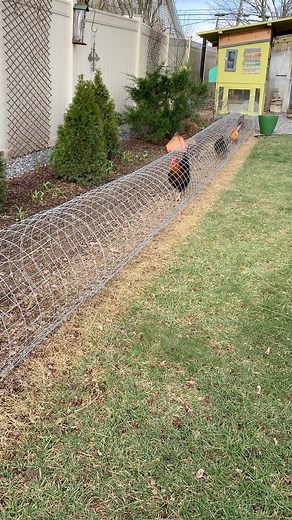 4.2K views · 196 reactions | The Chunnel Walk @fatsgreengarden #chickenchunnel #poultryofinstagram #fatsgreengarden | Fatsgreengarden | Facebook