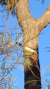 Enjoying the Grevillea flowers | Six Grey Parrots