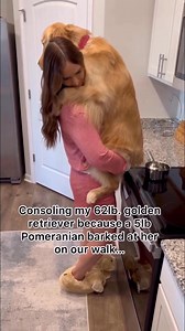 27K views · 906 reactions | She’s a sensitive baby sometimes 凉 the two Pomeranians down the street give her a hard time #dog #dogs #goldenretriever #puppy #doglover #funnydogs | pearl.the.golden.girl | Facebook