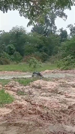 KaaVan Update From Our Founder Saengduean Lek Chailert The weather so hot , Kaavan cools off by taking a dip in the water, occasionally sneaking in a short nap in the pool อากาศร้อนมาก พลายกาวานหลบร้อนโดยการลงไปแช่น้ำ บางครั้งก็แอบหลับ ในบ่อน้ำอีกด้วย #Kaavan #CambodiaWildlifeSanctuary #SaveElephantFoundation | Elephant Nature Park