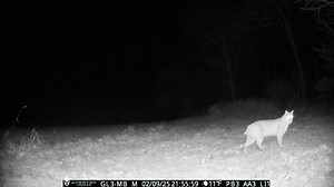 3.3K views | Pop a squat  Spartan Camera | Trail Cam Junkies | Facebook