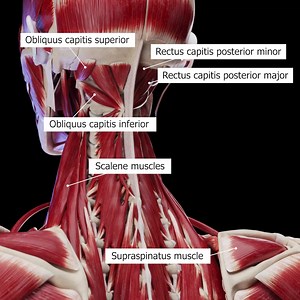 35 reactions | The human neck is an engineering marvel, with its deep...
