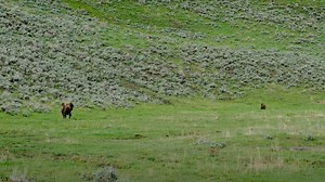 Grizzly Bear Runs From Charging Yellowstone Bison