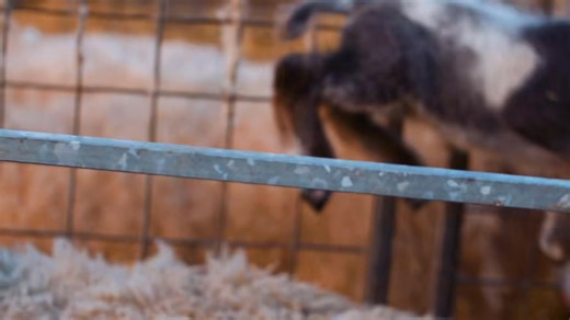 This thoughtful use of natural materials ensures your bed is as kind to the planet as it is to you. Want to learn more about the care that goes into our wool? Click here ➡️ https://www.hypnosbeds.com/uk/sustainability/story-of-our-wool | Hypnos Beds