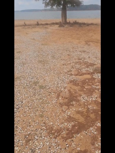 #catfishing #outdoors #fishing #shellcrackers #catfish | Bruce Thompson