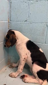 ❤️SAFE❤️. Thanks Carolina Coonhound Rescue! Immediate rescue needed for Presley! He is believed to be around 5 months old but he doesn’t know human contact. There is zero aggression! And the shelter is beyond packed and everyone knows what that means!! PLEASE someone step up for this boy!! | Orangeburg County Animal Control and Shelter