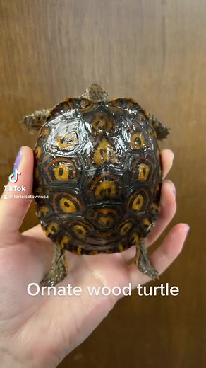 Tortoise Town on Reels