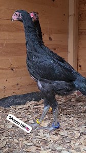 MashAllah Uk shamos chicks Shamo UK 🇬🇧 NOT FOR SALE | SHAMO UK