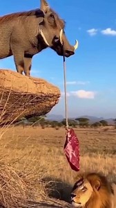 481K views · 7.6K reactions | Warthog Trolls Hungry Lion!  - Even the King of the Jungle can get pranked! 女 Watch this hilarious moment where a smart Warthog uses a piece of meat to tease a hungry Lion. Who knew nature could be this funny?  #reel #funny | Rith Kpc | Facebook