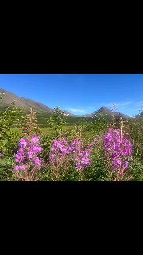 Powerline Pass Trail. #getoutside #getoutdoors #exploremore #goforahike #hike #summerhikes #Alaska #gooutsideandplay | Wild On Alaska