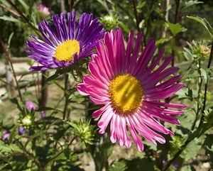 Winter Care For Aster Flowers - Garden Guides