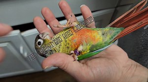 Conures have such a bad reputation but if raised right, they are absolutely amazing❤️🥰 We love our babies so much!! Please feel free to share cute pictures of your conures below❤️🥰 This little guy is looking for his forever home ❤️ #theparrotandbirdemporium #parrotandbirdemporium #handfedconure #agawamma #fyp #handfed #highlight #love #parrot #feedinghillsma #agawamma #springfieldma #localshop #momandpopshop #smallbusinesssupportingsmallbusiness #smallbusiness #grooming #nailclipping #wingclip