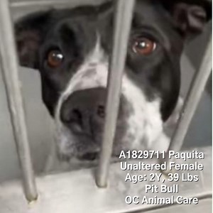 Sad news to report: Paquita was euthanized today,1128/23, by OC Animal Care. RIP CODE RED - EUTH LISTED. Paquita needs rescue commitment by 11/26/23 or she will be euthanized by OC Animal Care. She has owner information, but owner has abandoned her. Paquita came in with another dog but they have been separated. She is very stressed at the shelter and needs rescue now! A1829711 Paquita Comments: At Risk! Needs Rescue Now! Status: RESQ-BHV Intake Type: STRAY OWN Kennel: 125 Sex: Unaltered Female A