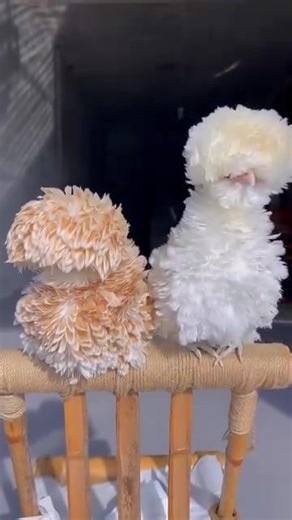 Frizzle Polish Chickens. #SyedOvaisBilgrami | Syed Ovais Bilgrami