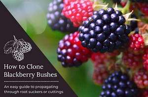 How To Clone Blackberry Bushes - Garden Guides