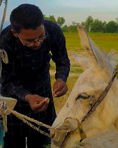 The story of the Lion harassing the villagers | Muaaz Ullah