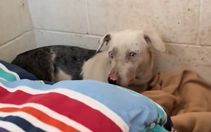 Senior dog so scared in shelter, he hid behind bed—then everything changed