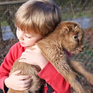 1.3M views · 10K reactions | Mama goat gave birth to 2 babies  | Roots and Refuge Farm | Facebook