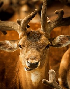 This woman has a unique way to stop deer from getting hit by cars — just move the deer crossing signs. Hilarious! | East Idaho Outdoors
