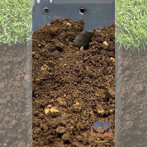 Broad-footed Mole dig test! This mole came to CWC after being flooded out from their home during heavy rains. Moles (and other burrowing animals) must pass a dig test before being released back into the wild. . . . . . . . . . #wildlife #rehabilitation #release #rescue #california #losangeles #animals #animales #animaux #instagood #instadaily #nature #education #happy #instalike #wildliferehab #supportwildlife #animalnonprofit #animalrescue #wildliferescue #protectourwildlife #mole | California