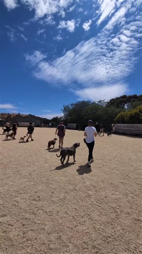 ✨ Group Obedience Class Superstars! ✨ Before any team joins our group classes, they first complete a private session. Why? Because strong foundations set dogs up for success. We want every dog to step into class already knowing the basics so we can set them up to win from day one. In this round of classes, our superstar teams focused on: 🐾 Walking calmly past other dogs while staying engaged 🐾 Recalls away from distractions (yes… even other dogs!) 🐾 Greeting people politely without jumping 🐾