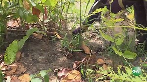 1.3M views · 694 reactions | អ្នកខេត្តពោធិ៍សាត់ ផ្អើលនាំគ្នាឡើងភ្នំដកផ្សិតលក់ | RFA Khmer | Facebook