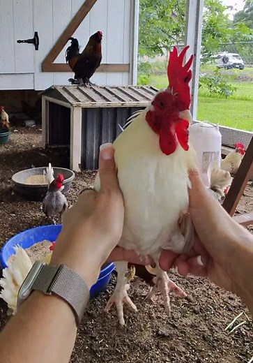Backyard Chickens: Checking In on the Bachelor Flock