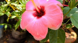 1.2K views · 121 reactions | Different types of hibiscus flowers  // Hibiscus flowers // Hibiscus plants // Gardening #hibiscusplants #hibiscusflowers #bloomingideas #differenttypesofhibiscus #flowers #hibiscus #veriousflowers #gardening | Blooming ideas | Facebook