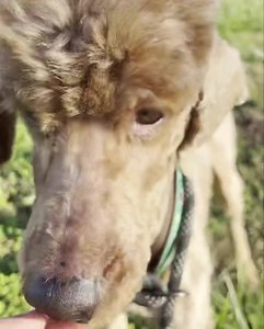 Carolina Poodle Rescue on Reels