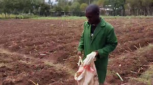 18 reactions | #tele_farmers #mkulimawatao #ask_dairyverse_experts #colourfulandcenty #dairyinvestors #restoredairycow #dairyverse #highmilkyieldseries #pakchong1 #supernapiergrass #supernapier | Dairyverse | Facebook