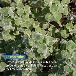 14K views · 225 reactions | 5 remèdes naturels contre le mal de gorge | Doctissimo | Facebook