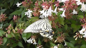 File:Asian Swallowtail (Papilio xuthus).webm - Wikimedia Commons