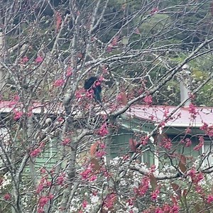 #birdsong #tui | Lisa Jolly | Facebook