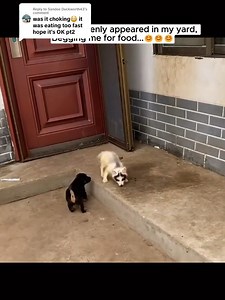 3.2K views | The couple found a marmoset lying on the road and then nurtured it 殺 #rescue #cat #cuteanimals #shorts #love #fyp #pet #Amaazing #kindness #Animals | Cats Animal | Facebook