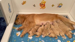 Good night from the Risquettes!! lol! 😂😂😂 | Bearabella Golden Retrievers