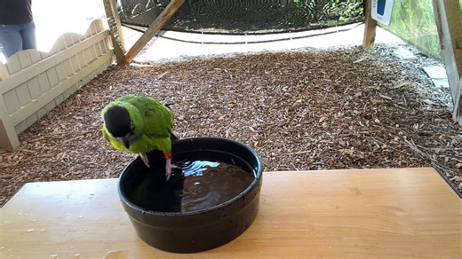 Our Nanday Conure, Paco...knows how to keep cool on these hot summer days! Just have to be careful which bodies of water at Reptile Gardens you dip your toes in! Some have Crocodiles in them! | Reptile Gardens