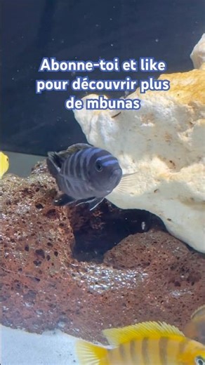 Un joyau du lac Malawi 💙 Cynotilapia Zebroides Narungu F1