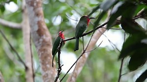 Beautiful Couple Red-bearded Bee-eater Nyctyornis Amictus Stock Footage Video (100% Royalty-free) 33250681 | Shutterstock