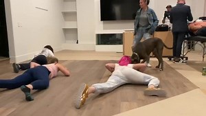 27K views · 724 reactions | My dog is sabotaging my WAP dance TIk Tok ambitions of fame 臘‍♀️ | Whitney Cummings | Facebook