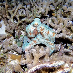 The Caribbean reef octopus is an absolute master of disguise and one of the most intelligent known invertebrates. Individuals of this species can completely change their color from one moment to the next using specialized color cells called chromatophores. In doing so, they often perfectly blend with their surroundings, even when settled on a surface with multiple colors. They also have such amazing control of their skin and muscles that they can match the texture of their surroundings as well. 