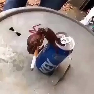 1.6K views · 67 reactions | Ever since the hurricane it’s been hard to get seafood! Darn right stressful! But we pulling through... @albanyfishcompany #albanyfishcompany | Albany Fish Company | Facebook