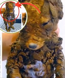 19K views · 67 reactions | UNA MUJER PENSÓ QUE HABÍA RESCATADO A UN...