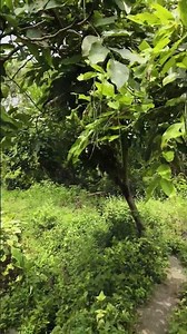 Cassia fistula plant in my village