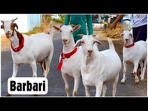 Barbari Goats of Silver Agro & Livestock Goat Farm