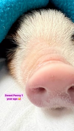 1.7K views · 47 reactions | Penny as a baby  Now a big girl, the early days were a battle for sweet Penny. In our care she quickly recovered, made a sister in Polly, and continues to thrive in Big Piglandia. Give a lifetime of love to Penny by being her sponsor monthly. And/or signup to visit by booking a tour  More info through the links in our bio! #pigsofinstagram #piglet #pigrescue #veganfortheanimals #austintexas | Austin Farm Sanctuary | Facebook