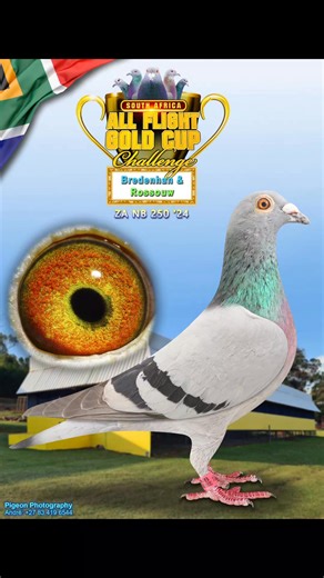 Auction of these beauties next week on Bestpigeon auctions #carnivallofts #oneloftracing | Carnival Loft One Loft Race