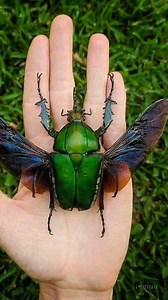 Mecynorhina torquata: uno de los escarabajos mas grandes del planeta #escarabajo #mecynorrhina #escarabajovolador #animal #animales #wild #wildlife #wildphotography #lareserva #naturephotography #naturelover #ecologia #medioambiente #earthphoto #amazingphoto #amazing #fascinante #ecologia #earthphoto #amazingphoto #medioambiente #wildlifeonearth #wildlifeowners #wildlifephotography #wildlifeaddicts #photoofthedays #exclusive_wildlife | LaReserva.com