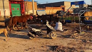 The stallion in estrus was so eager to salivate when he saw the plump mare that he was so enthusiastic that he was slapped in the face. 20M | Hoof Care | Facebook