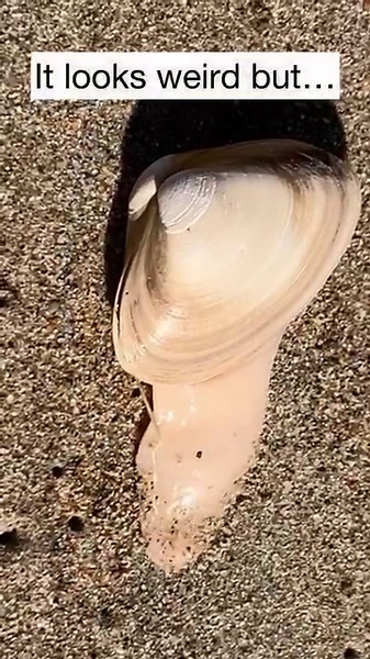 3.1K views · 114 reactions | You never know what you’re going to see on the beach! If you’re interested in learning about other things I’ve found on the beach, check out my “Things I Find on the Beach Playlist” on the Salisbury Sunrises YouTube channel. Link in the comments. | Salisbury Sunrises | Facebook